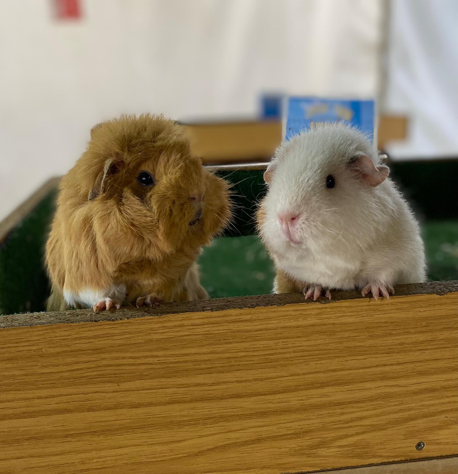 Guinea Pigs
