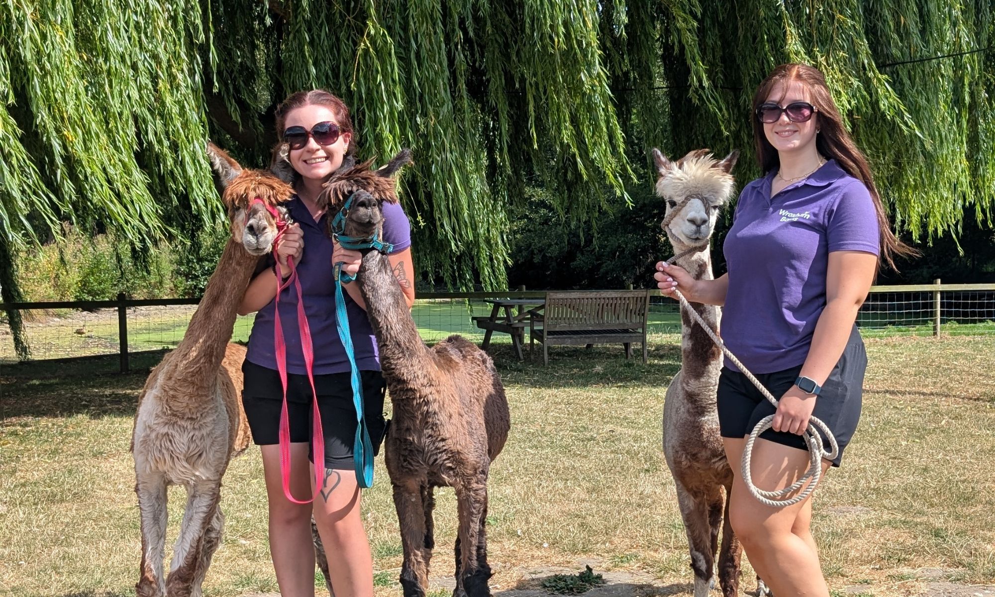 Alpaca Walking At Wroxham Barns