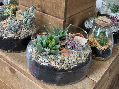 Terrarium 1