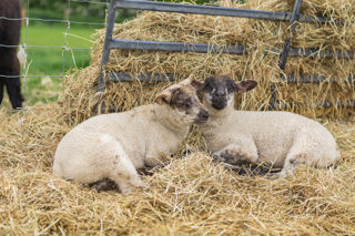 Bell Tents & Farming Event RJ14776