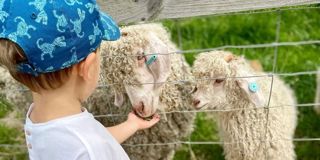 Child feeding Angora goat at Wroxham Barns farm petting sessions Norfolk